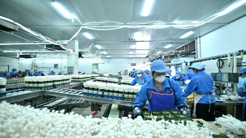 走進大灣區 菜籃子 生產基地 粵北首家工廠化栽培的食用菌企業